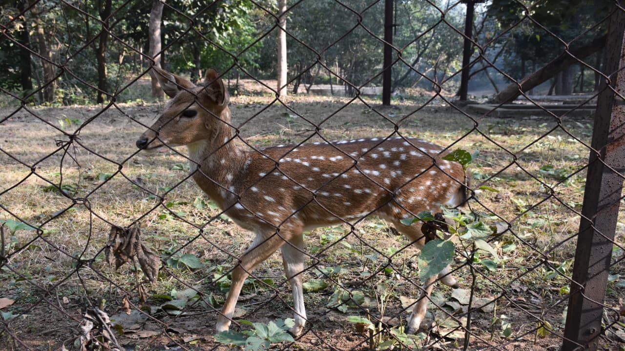 झारखंड: पलामू के सरईडीह जंगल में गोली लगने से हिरण की मौत, शिकारियों की तलाश में जुटा वन विभाग