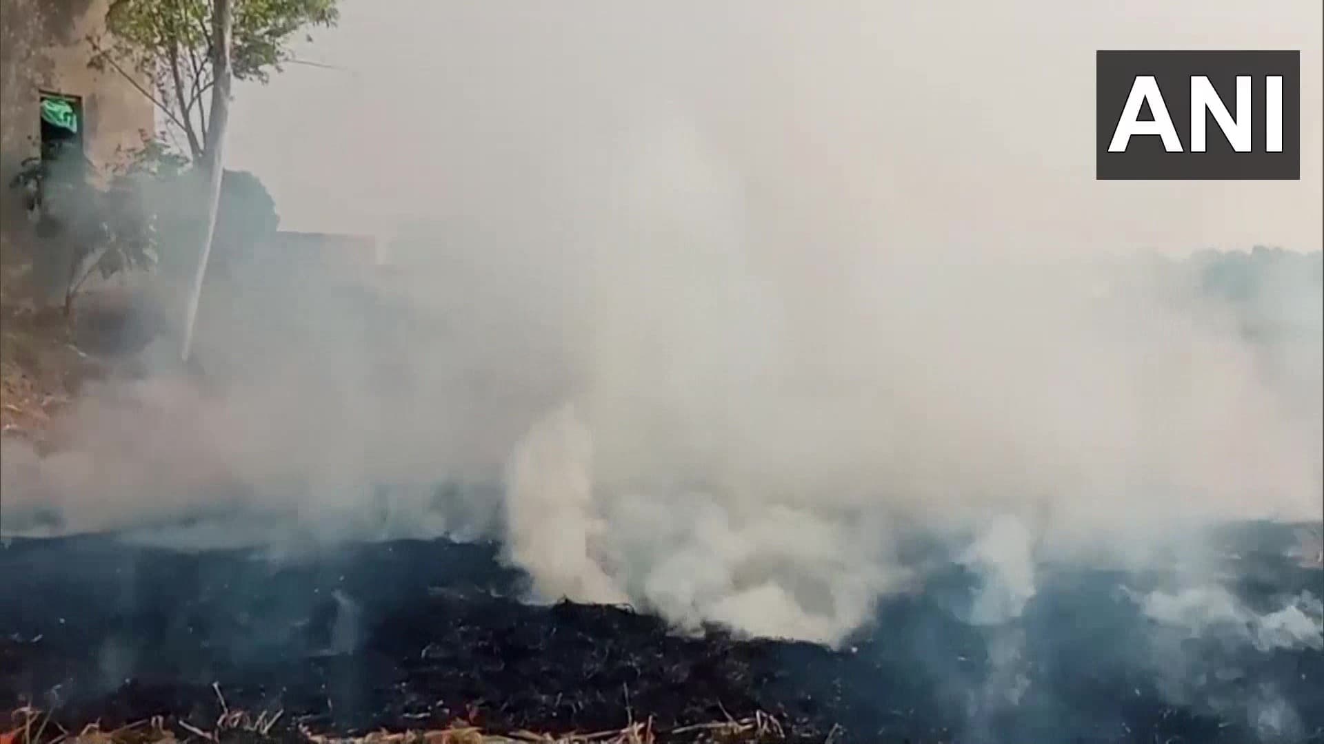 Delhi Pollution: दिल्ली की हवा में जहर- प्रदूषण का कहर, पंजाब की पराली ने दिल्ली को बनाया गैस चैंबर