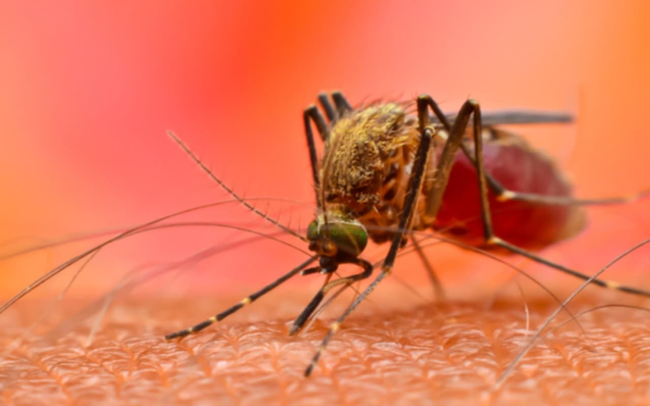 Dengue Viral :