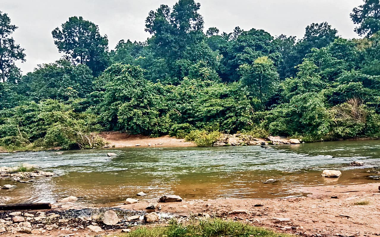 छत्तीसगढ़ में पिछले चार वर्षों में नदी तट पर रोपे गये लगभग 47 लाख पौधे