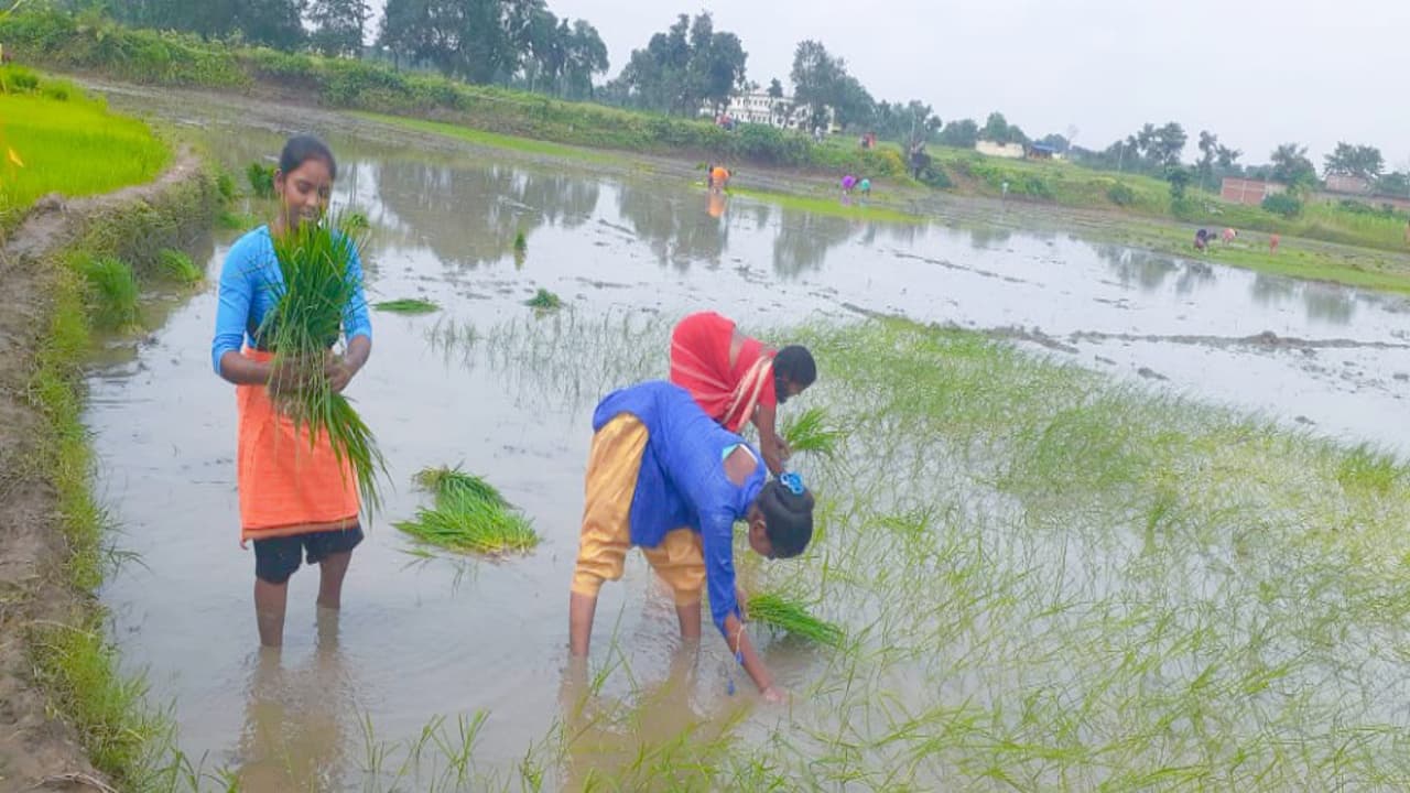 लोहरदगा में पुरानी पाचा व्यवस्था आज भी ग्रामीण क्षेत्रों में है कायम, सामूहिक प्रयास से होती है खेती
