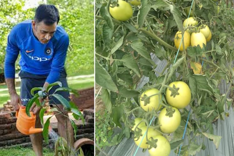 Exclusive PICS: झारखंड के बाजार में आ गया धौनी ब्रांड टमाटर, लोग जल्द ले सकेंगे ब्रोकली का जायका