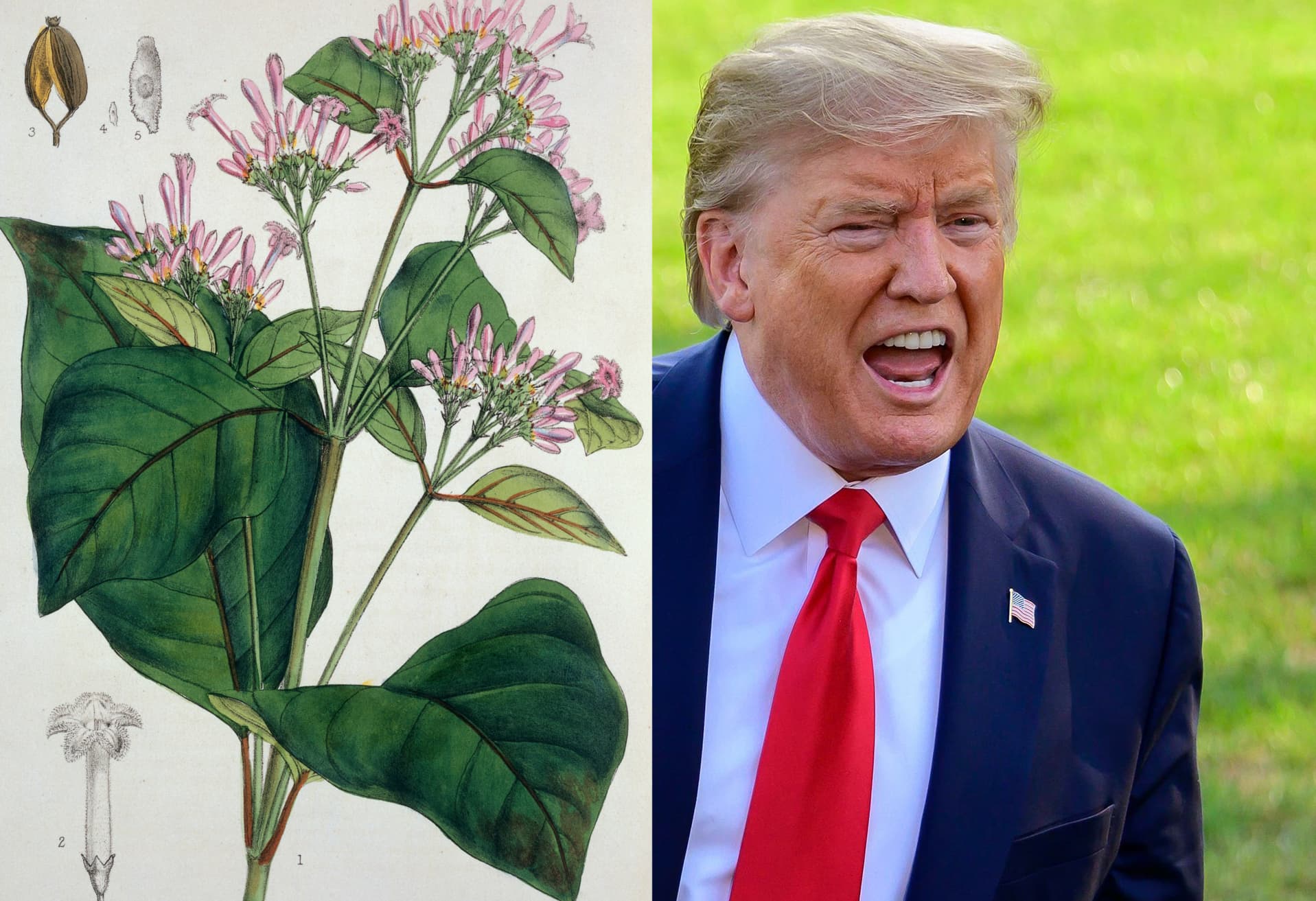 हाइड्रॉक्सीक्लोरोक्वीन पर पड़ी डोनाल्ड ट्रंप की नजर, बदलेगी पश्चिम बंगाल के किसानों की किस्मत