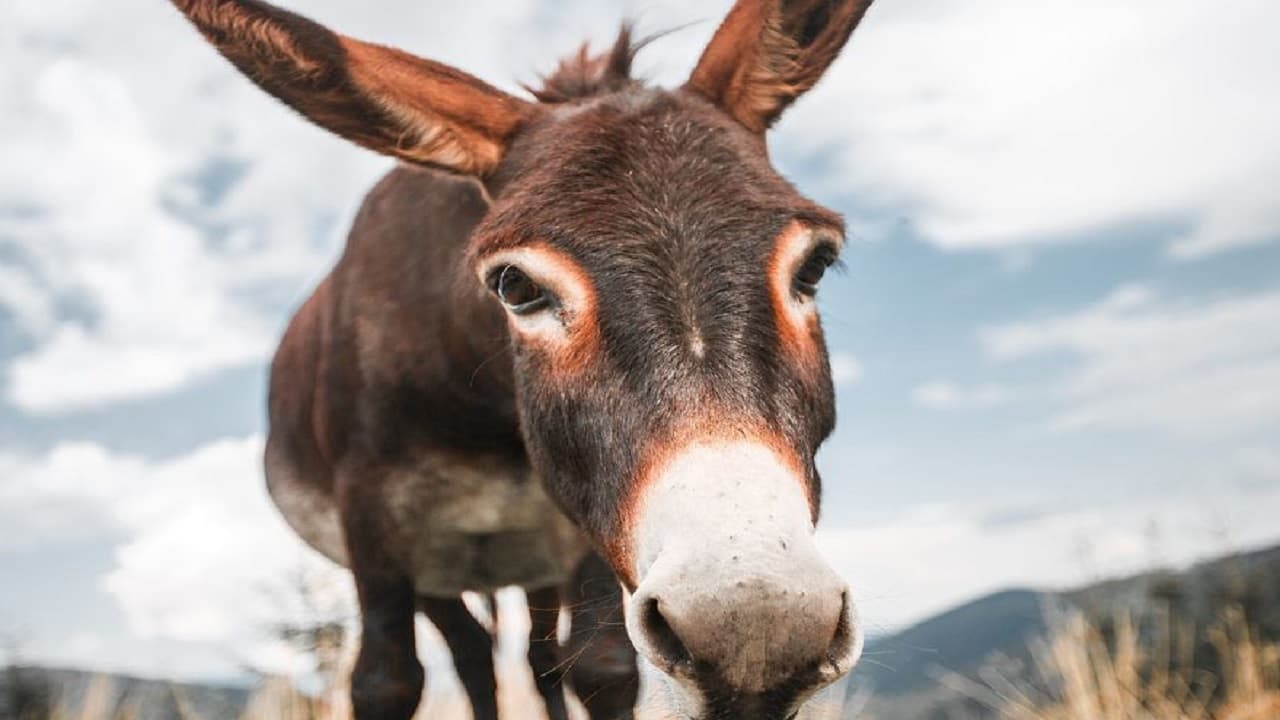 Bihar News: गधे की दुलत्ती से भैंस ने तोड़ा दम, गधा और उसके मालिक के खिलाफ FIR की मांग