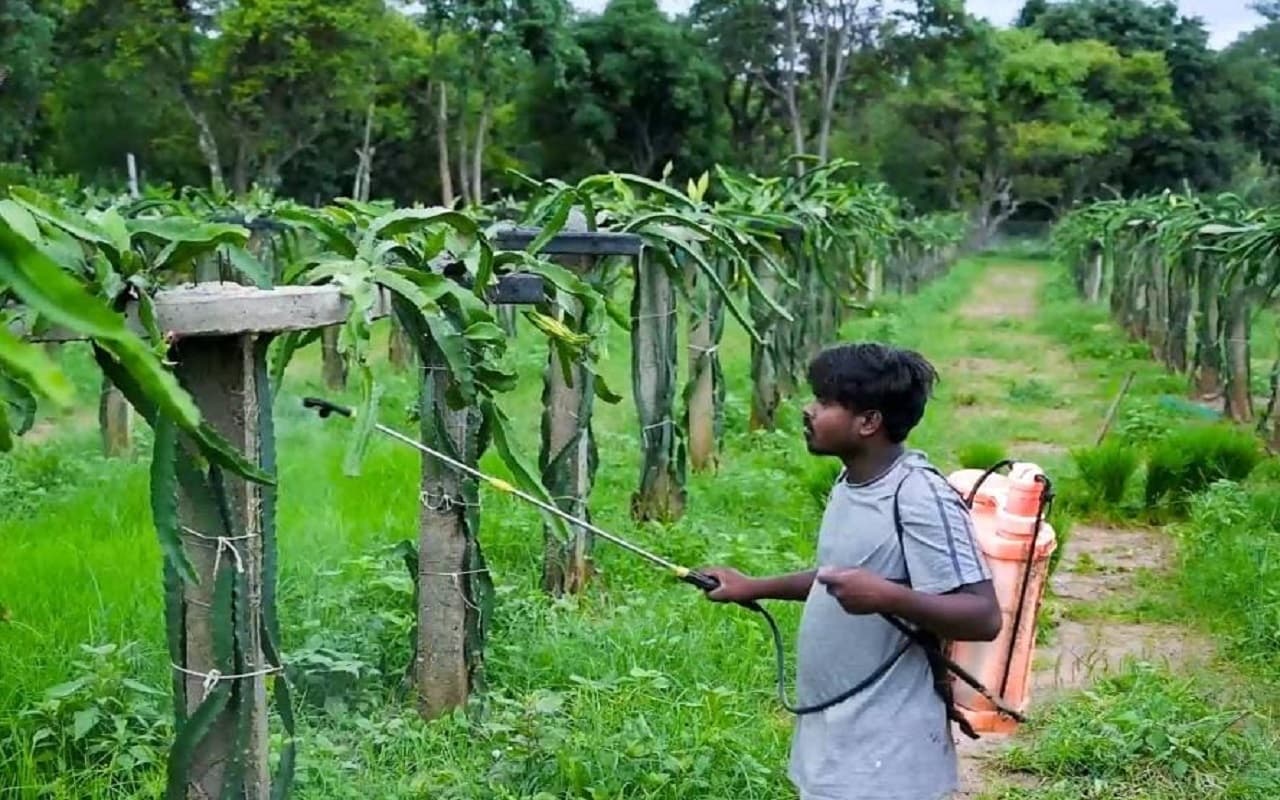 Dragon Fruit Cultivation: ड्रैगन फ्रूट कैपिटल बनाने की तैयारी, खूंटी में चल रहा हर घर ड्रैगन फ्रूट अभियान