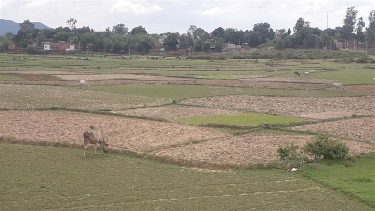 Jharkhand News : झारखंड में सुखाड़ के हालात, किसानों की चिंता बढ़ी, राहत के लिए की विशेष पैकेज की मांग