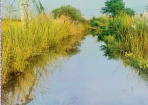 वैशाली जिले के देसरी-मटिया पथ पर चढ़ा बाढ़ का पानी, परिचान ठप, धान की फसल बर्बाद