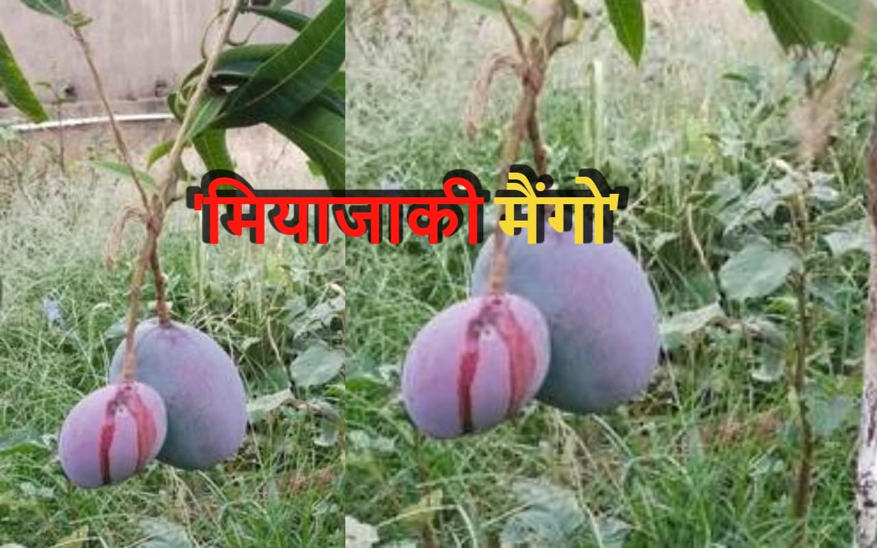 झारखंड में फल रहा 2.5 लाख रुपये किलो वाला आम, जानें इस जापानी नस्ल मियाजाकी में क्या है खास