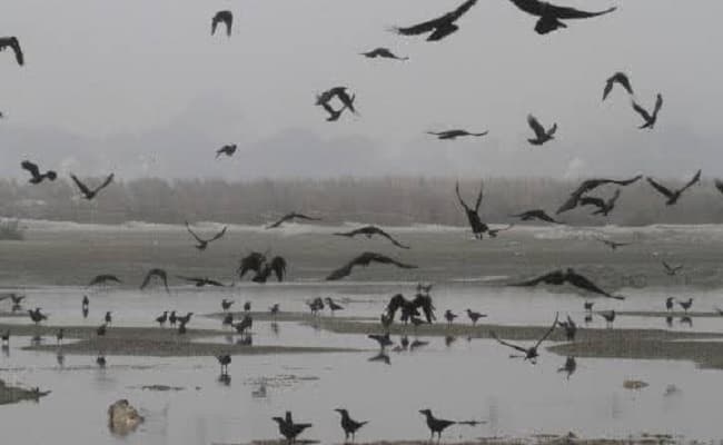 कोरोना पॉजिटिव शवों को गंगा में बहाने से बढ़ेगा संक्रमण का खतरा, मछलियों के जरिये इंसानों को हो सकता है नुकसान