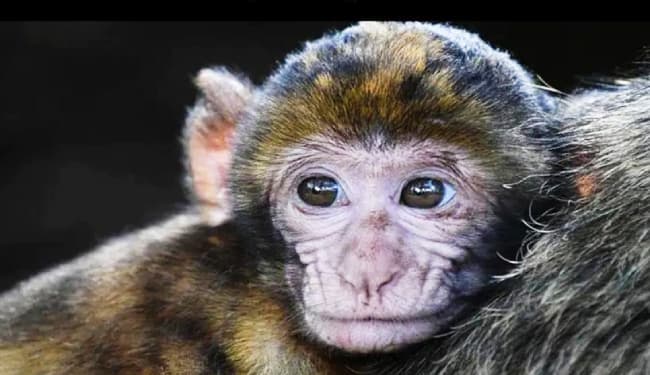 मानव में मंकी बी वायरस आने से पशु चिकित्सक की मौत, संक्रमित होने पर 100 में से 70-80 लोगों की जा सकती है जान