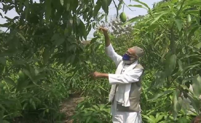 COVID-19 : ' मैंगो मेन ' हाजी कलीमुल्लाह खान ने इजाद किया नया आम, कोरोना वॉरियर्स के सम्मान में रखा यह नाम...