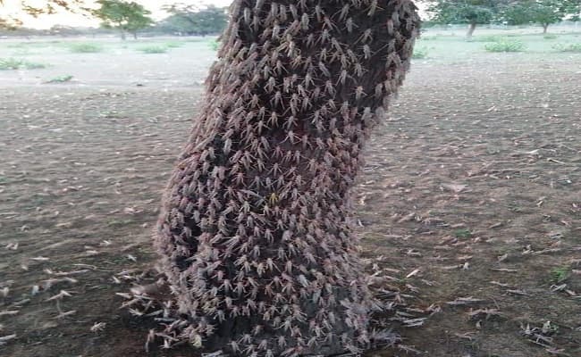 लॉकडाउन के बीच टिड्डी दल बने किसानों के लिए एक नयी मुसीबत, आगरा में अलर्ट जारी