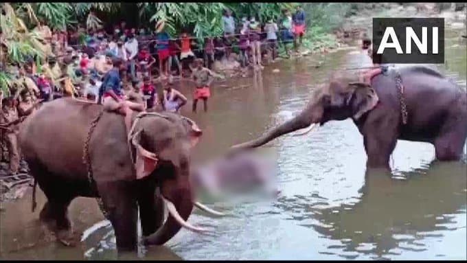 गर्भवती मादा हाथी की दर्दनाक मौत पर फूटा देश का गुस्सा, बोली मोदी सरकार- दोषी को छोड़ेंगे नहीं
