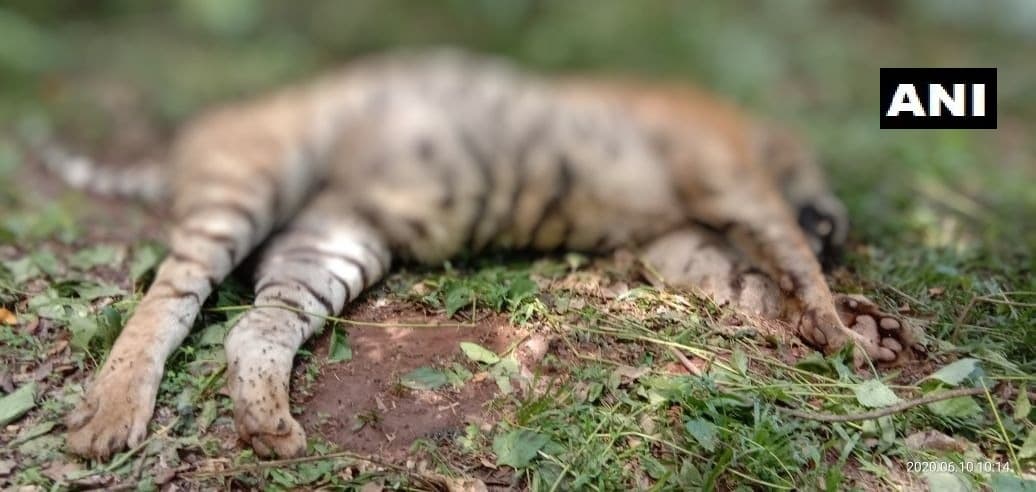 केरल : गर्भवती हथिनी की मौत के बाद जंगल में मिला बाघ का शव, मुंह पर चोट का निशान