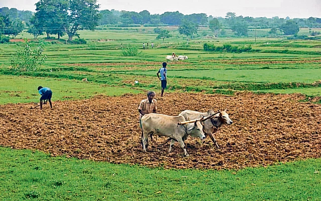 झारखंड : कम बारिश से कोल्हान के किसान परेशान, अब तक नहीं लगी धान की फसल, चारा भी सूख रहा