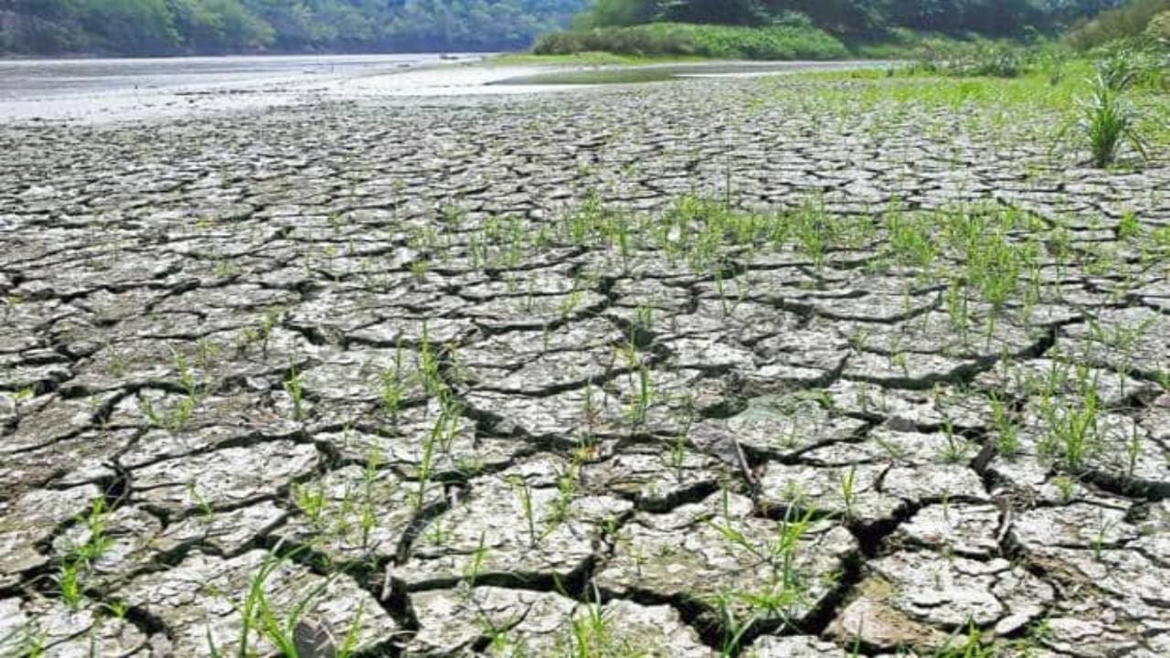 बेगूसराय में सड़कों की धूल दबाने तक बरस कर रह जाता है बादल, सुखाड़ की स्थिति से किसान हो रहे परेशान बेगूसराय में सड़कों की धूल दबाने तक बरस कर रह जाता है बादल, सुखाड़ की स्थिति से किसान हो रहे परेशान