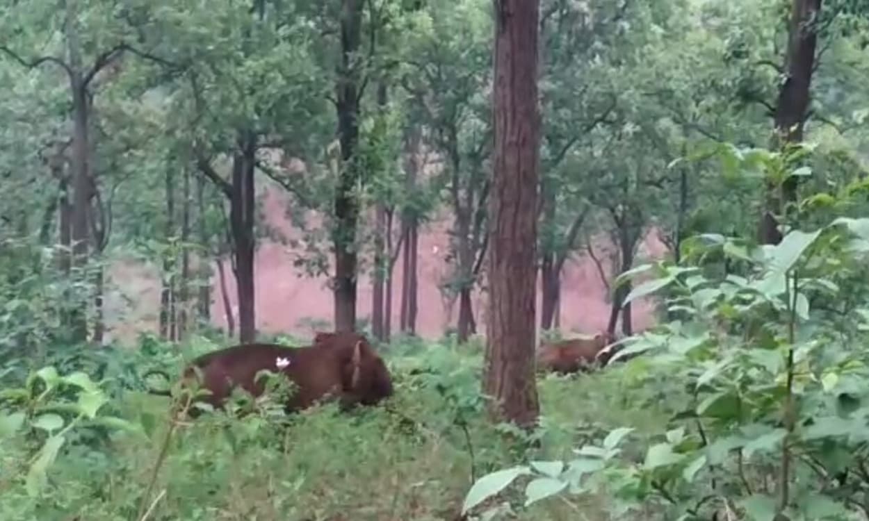 Jharkhand News : झारखंड में लाठी-डंडे व तीर-धनुष से वन विभाग की टीम पर हमला, 6 वनकर्मी घायल