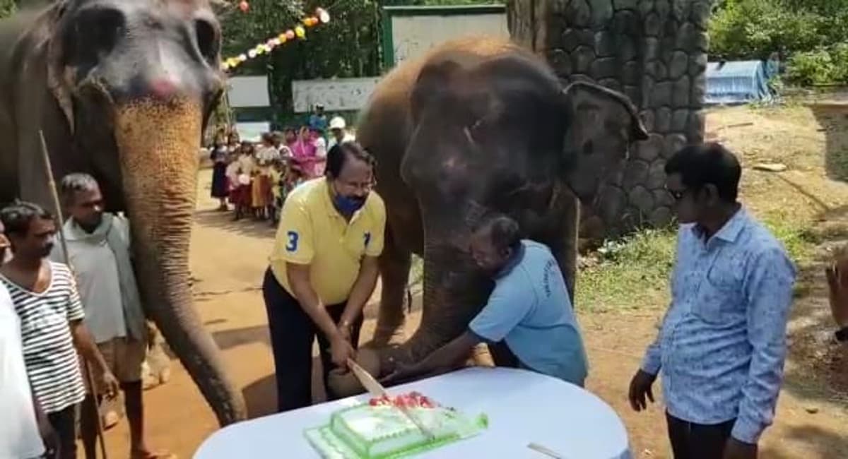 Jharkhand News: दलमा वाइल्ड लाइफ सेंचुरी में हथिनी 'रजनी' का मना बर्थडे, कटा 10 पाउंड का केक, देखें Pics