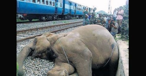 झारखंड में तेज रफ्तार ट्रेन से कटकर हथिनी की मौत