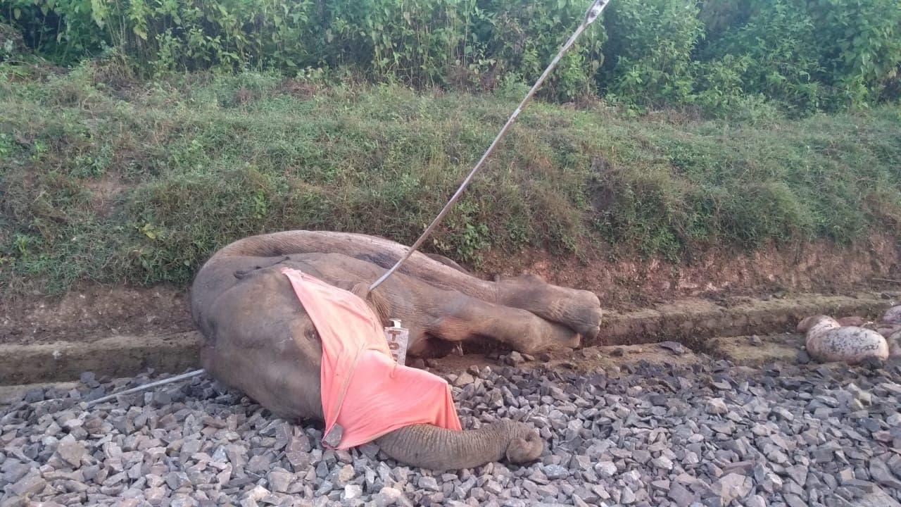 दंतैल हाथी की मौत के बाद लोको पायलट व ट्रेन के गार्ड पर दर्ज हुआ मुकदमा