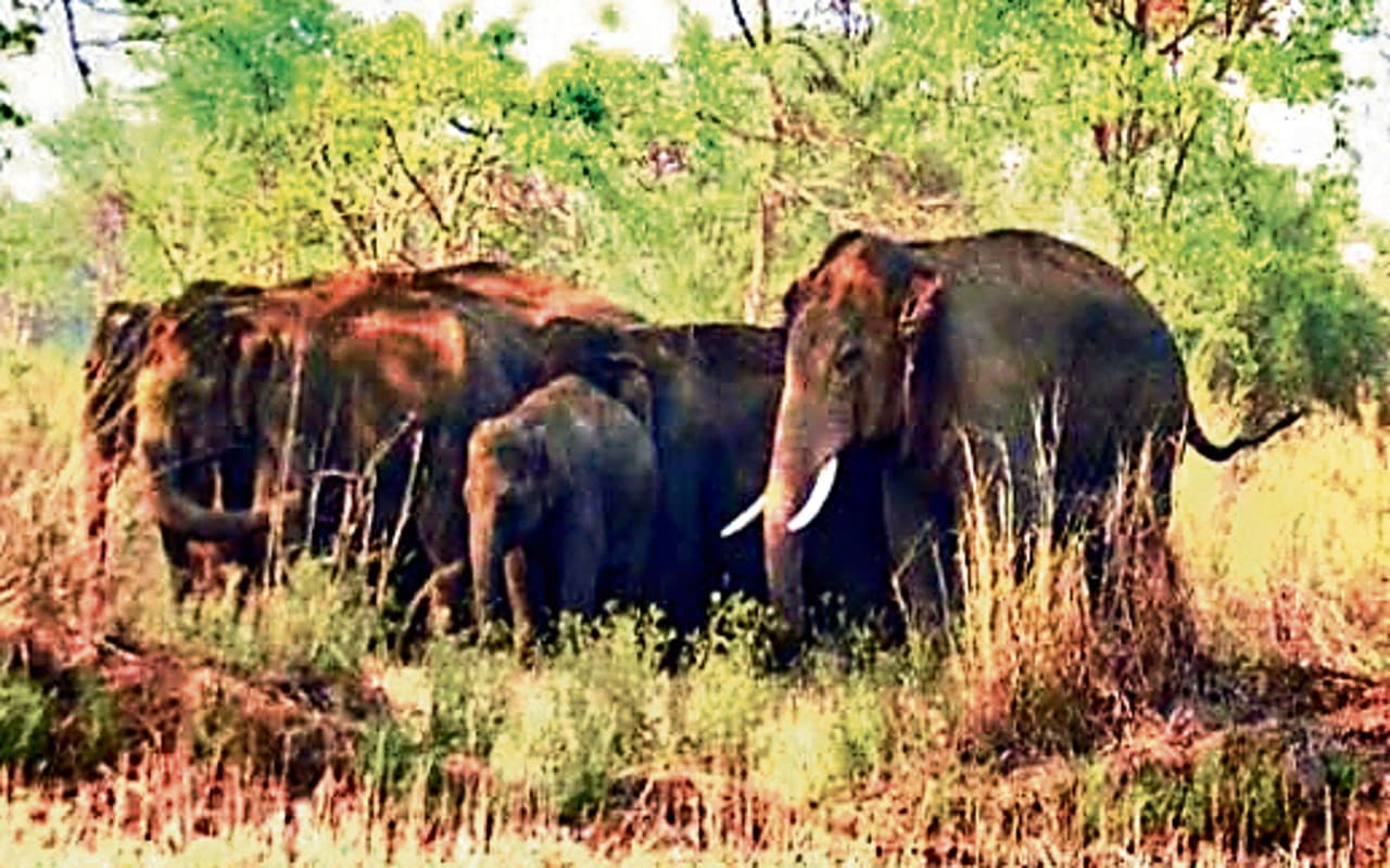 झारखंड : पूर्वी सिंहभूम के ईटामाड़ा गांव में हाथियों ने घंटों मचाया उत्पात, घर और सब्जियों को पहुंचाया नुकसान