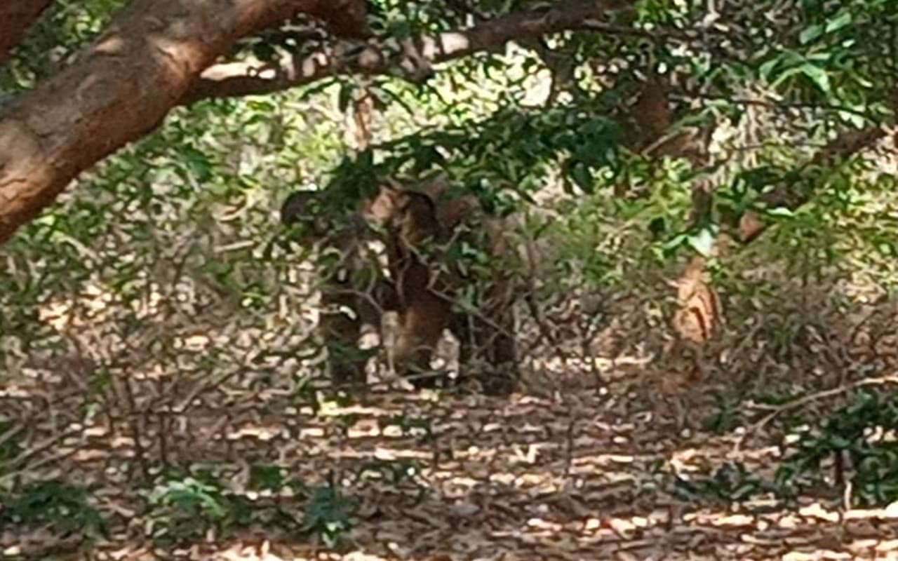 झारखंड : गुमला में आम चुन रहे ग्रामीणों पर हाथी का हमला, 2 की मौत, आधा दर्जन लोग घायल