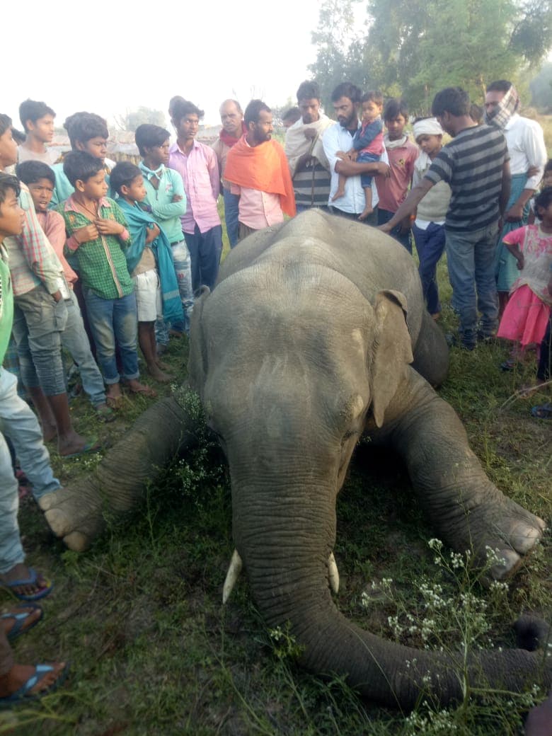 झारखंड में लॉकडाउन के दौरान करंट लगने से हाथी की मौत