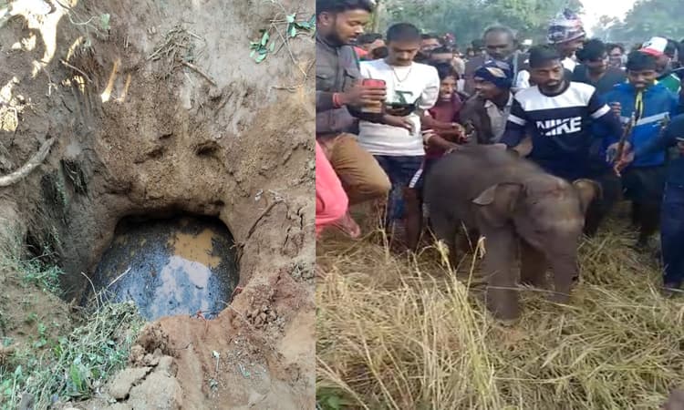 गोला के रकुआ में हाथी का बच्चा कुएं में गिरा, वन कर्मियों व ग्रामीणों ने रेस्क्यू कर सकुशल निकाला बाहर