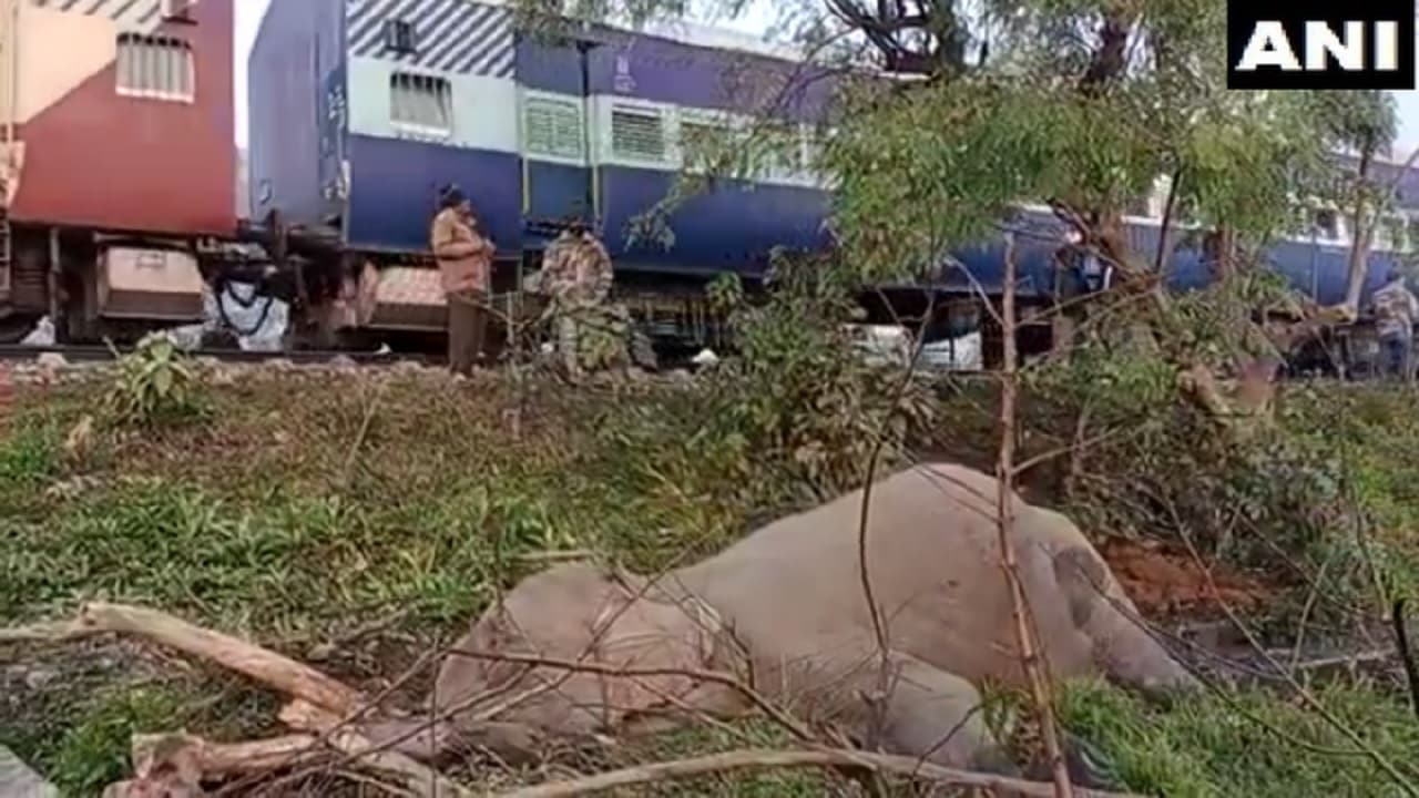 Uttarakhand: ट्रेन की चपेट में आने से हाथी की मौत, रेलवे और वन विभाग के अधिकारियों ने शुरू की जांच