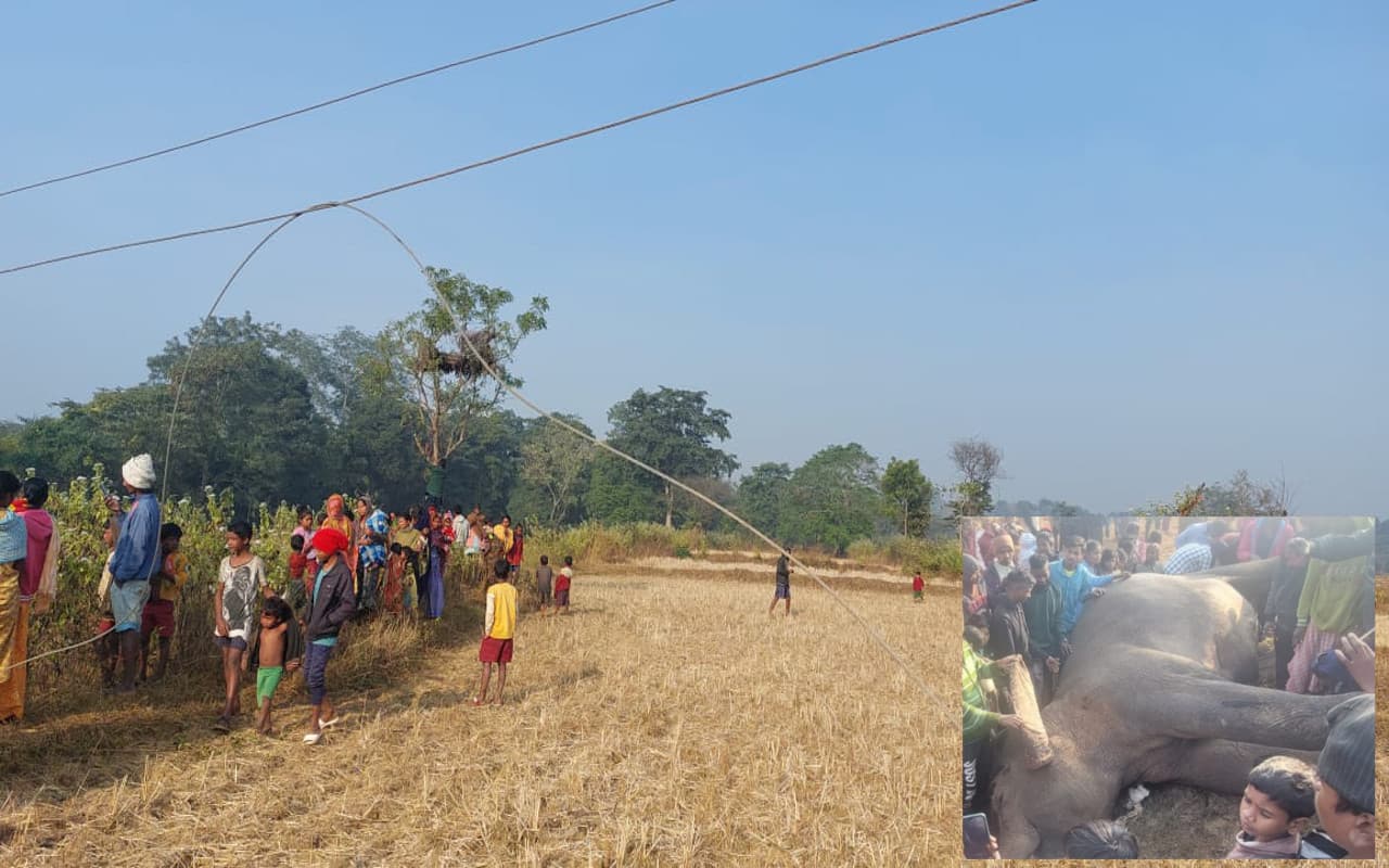 झारखंड में पांच साल में करंट की चपेट में आने से 20 हाथियों की मौत, वन विभाग ने जारी किया गाइडलाइन