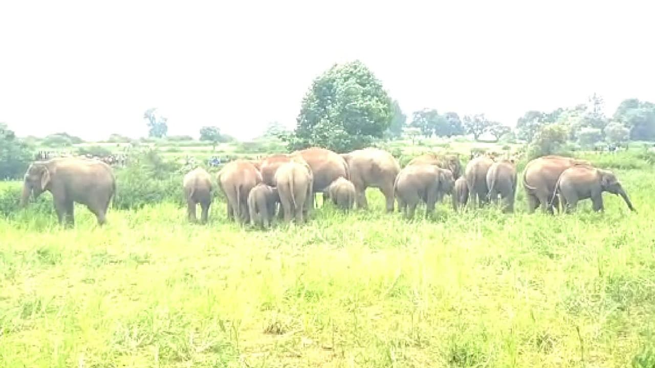 जामताड़ा : हाथियों के झुंड ने दादा-पोती को कुचला, दोनों की मौत