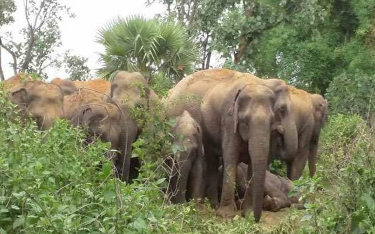 छत्तीसगढ़ के जंगल से आये हाथियों के झुंड ने गुमला के जारी में मचाया उत्पात, धान की फसलों को किया बर्बाद