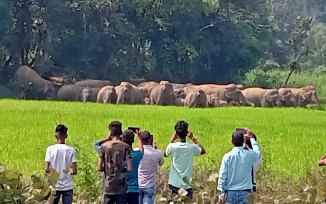 Jharkhand News: रामगढ़ के दुलमी क्षेत्र में 20 हाथियों का झुंड पहुंचा, धान की खड़ी फसल को रौंदा