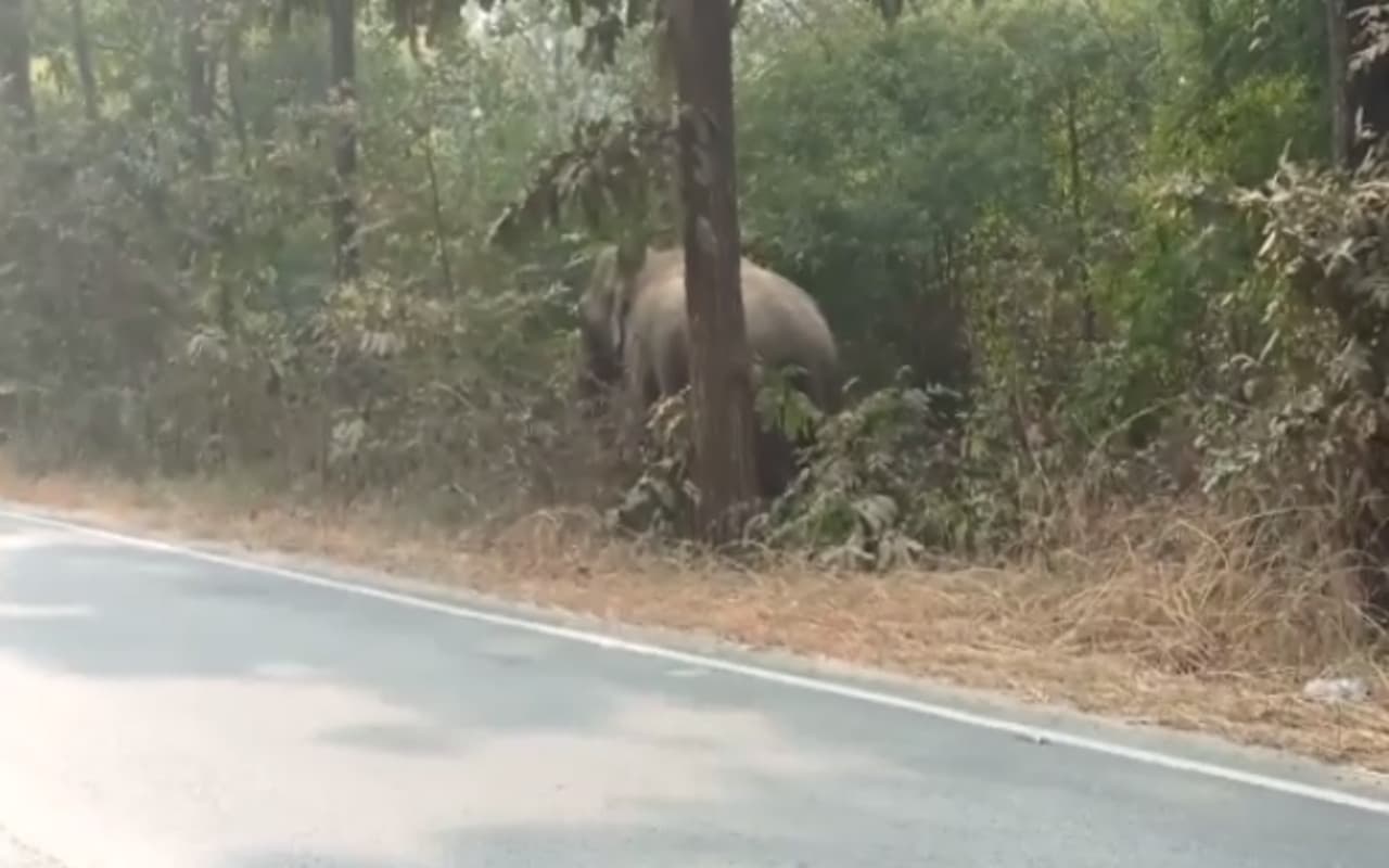 Jharkhand News: गढ़वा में तेंदुआ हुआ ट्रेसलेस, रंका में हाथियों के दूसरे झुंड का उत्पात जारी