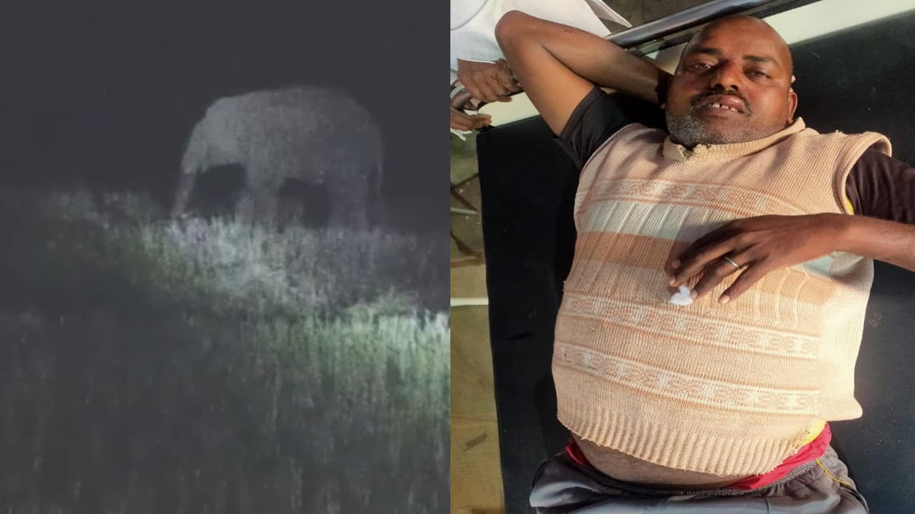 कोडरमा के विभिन्न गांवों में जंगली हाथियों का उत्पात, एक युवक को पटक कर किया घायल, एक की बची जान