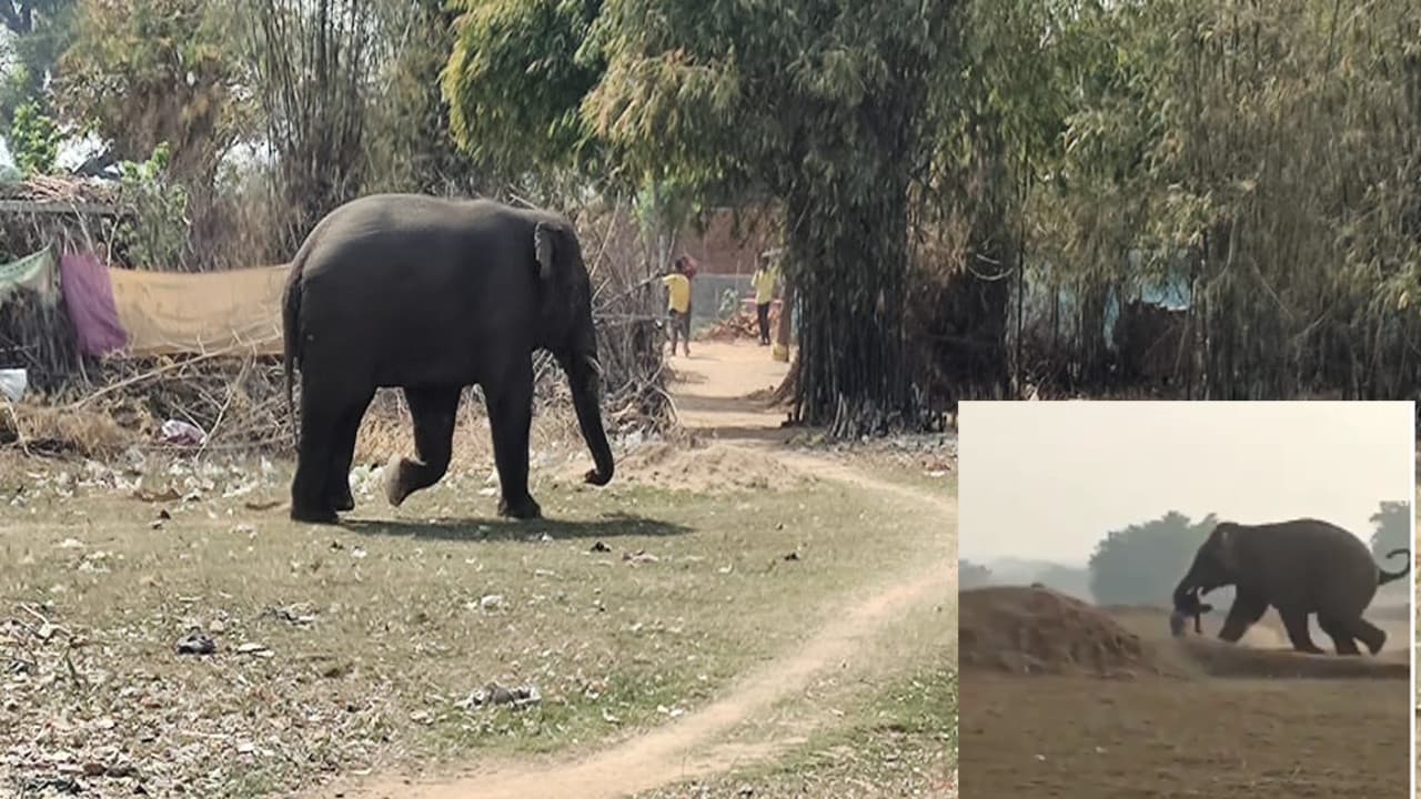 पूर्वी सिंहभूम में जंगली हाथियों का आतंक, युवक को घर के आंगन में ही कुचल कर मार डाला