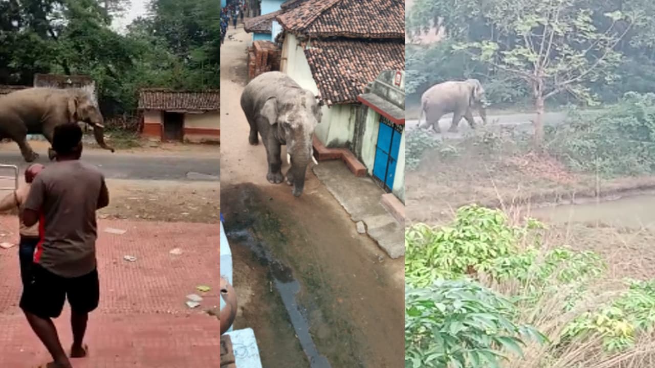 पूर्वी सिंहभूम : जंगल कटने से गांव में घुस रहे हाथी, ग्रामीणों पर बरपा रहे कहर, नुकसान की सरकार करे भरपाई