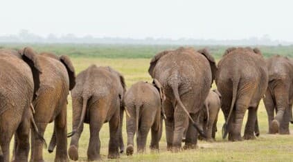 हाथी भी रखते हैं 'नाम'! मुसीबत में पुकारते हैं तो दौड़ा चला आता है साथी, देखें Video