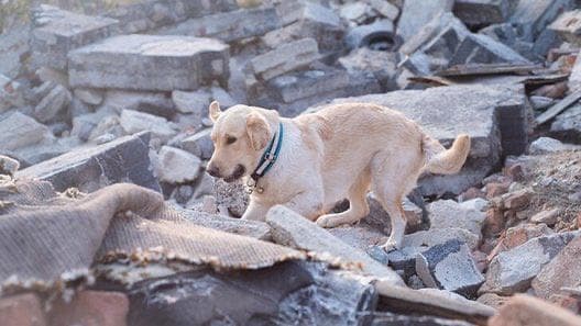 Turkey Earthquake: 34 घंटे बाद मलबे से जिंदा निकले 70 साल के बुजुर्ग, अब तक 46 लोगों की मौत