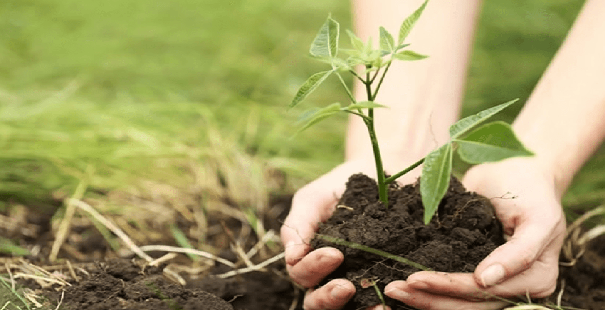 Environment: एक पेड़ मां के नाम अभियान के तहत देश में लगे 80 करोड़ पौधे