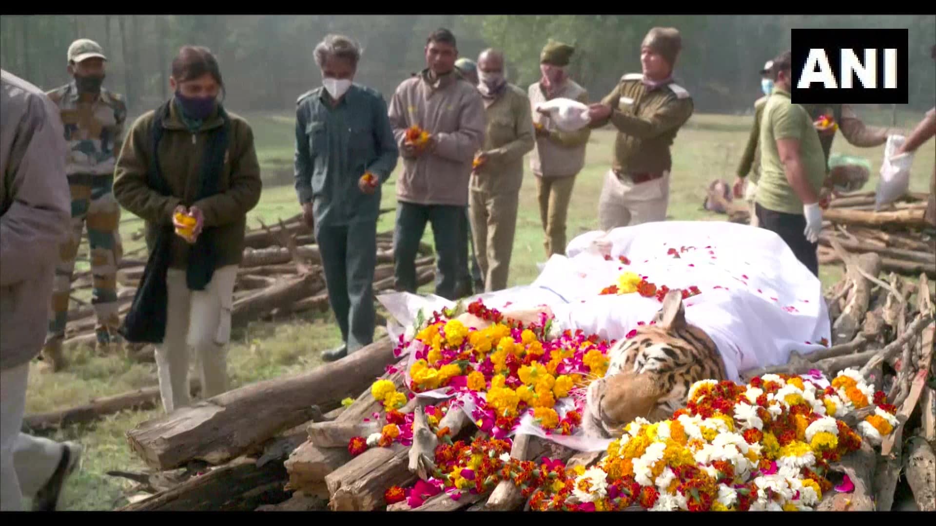 ‘कॉलरवाली’ बाघिन का अंतिम संस्कार, 29 शावकों को जन्म देकर बनी थी ‘सुपर टाइग्रेस मॉम’