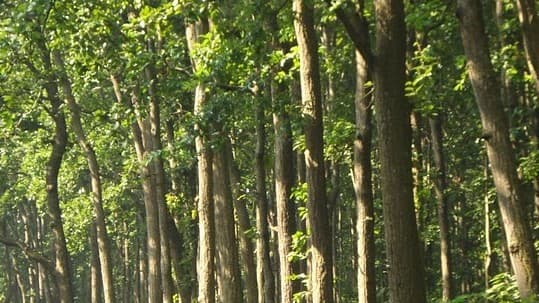 बिहार में कैमूर और वीटीआर के जंगलों की सुरक्षा होगी बेहतर, पर्यटकों को भी मिलेगी खास सुविधा बिहार में कैमूर और वीटीआर के जंगलों की सुरक्षा होगी बेहतर, पर्यटकों को भी मिलेगी खास सुविधा