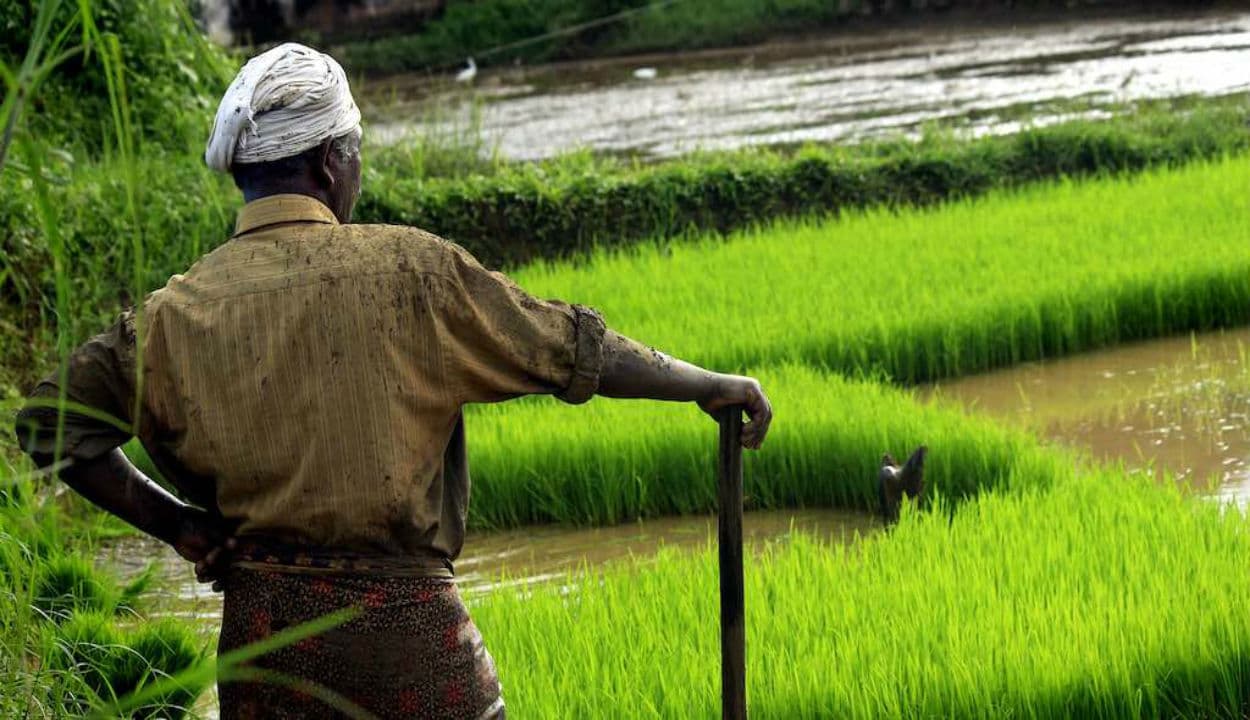 कोरोना काल में आर्थिक सुस्ती से उबार सकता है ग्रामीण भारत, एग्रीकल्चर जीडीपी ग्रोथ ने तोड़ा पिछले पांच साल का रिकॉर्ड