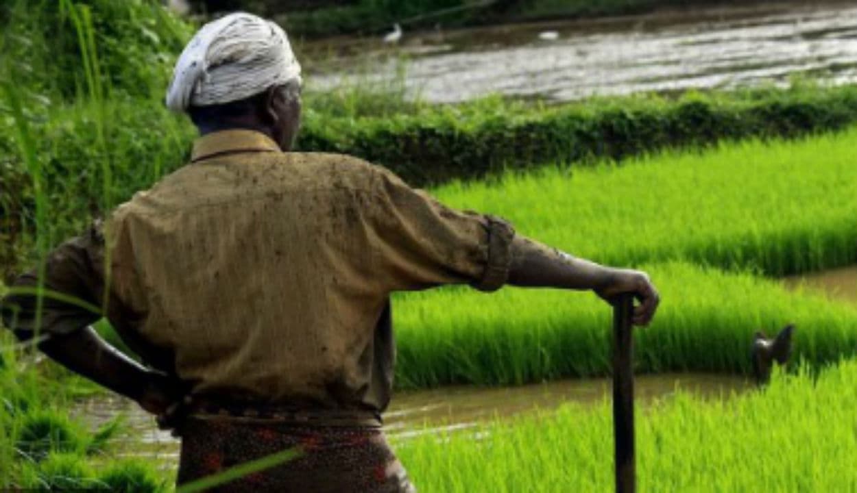 सरकार ने 53 रुपये प्रति क्विंटल बढ़ाए धान का एमएसपी और उड़द पर 300, जानिए अगले साल किसानों को कितनी मिलेगी कीमत...?