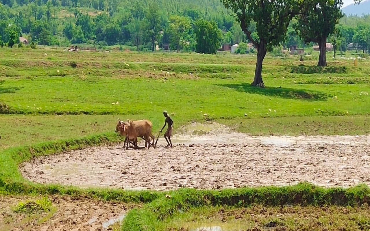 झारखंड : मानसून की बेरुखी से पूर्वी सिंहभूम के किसान परेशान, कम बारिश को देख कर लाह की खेती पर जोर