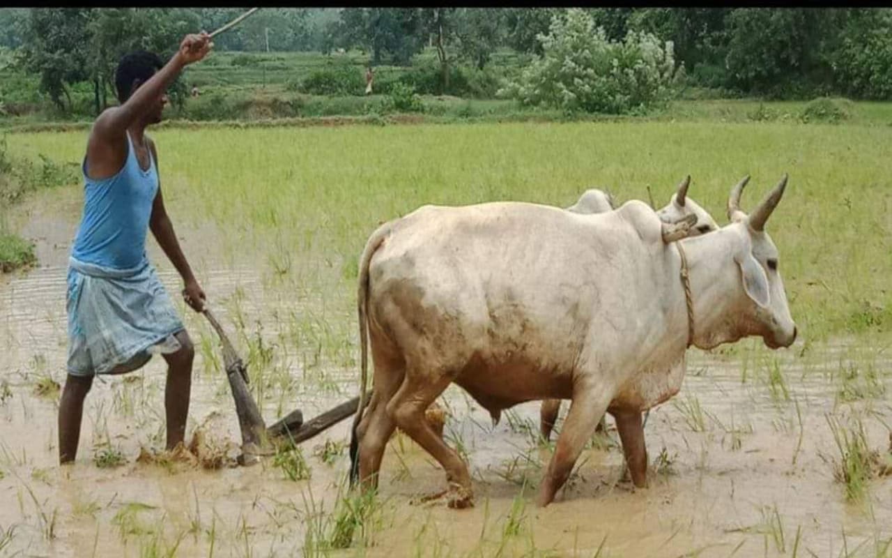 झारखंड : सरायकेला-खरसावां जिले में सुखाड़ की आशंका, धान के साथ मोटे अनाजों की खेती पर भी पड़ रहा असर