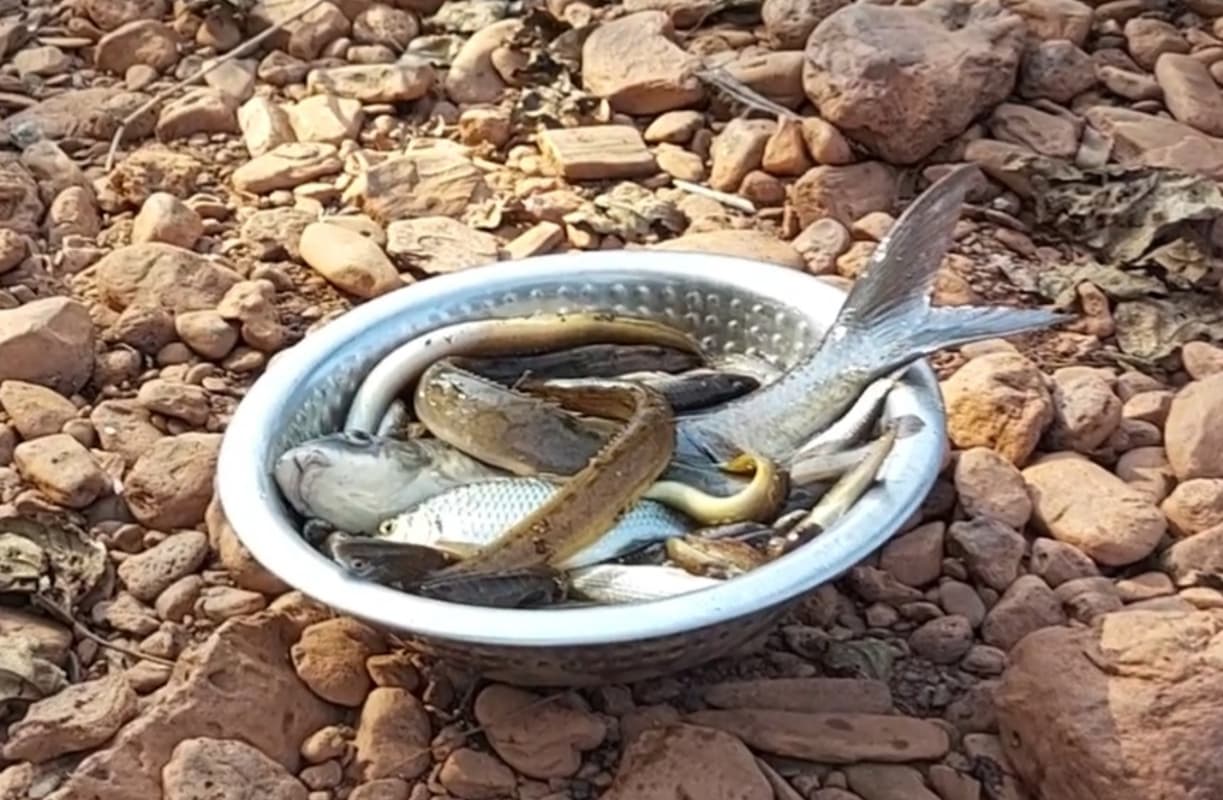 VIDEO: झारखंड के सारंडा जंगल में अब ऐसे होता है मछलियों का शिकार, जानिए क्या है तरीका