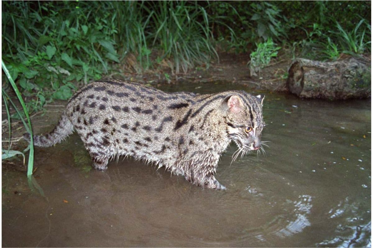 राज्य में 'फिशिंग कैट' को बचाने के लिए ‘संरक्षण प्रजनन कार्यक्रम’ शुरू