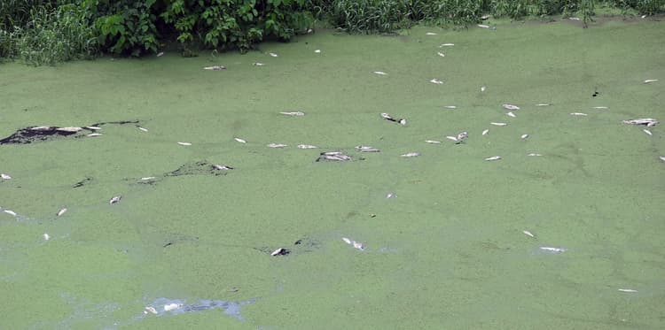 पटना के मत्स्य कार्यालय में मरी मिली पांच टन मछलियां, बड़ी लापरवाही आयी सामने