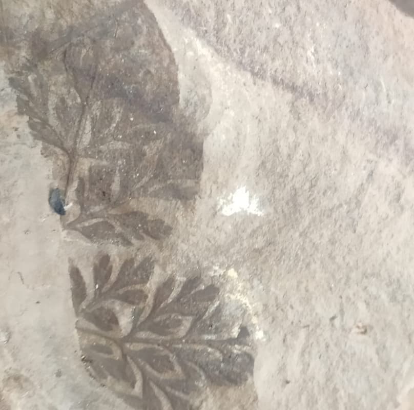 झारखंड में मौजूद हैं डायनासोर के अंडों के जीवाश्म!